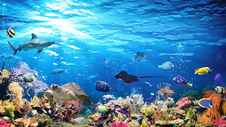 Underwater ocean view